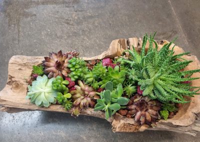 Indoor- & Outdoor-Pflanzen